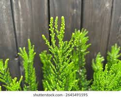 Attēlu rezultāti vaicājumam “Calluna vulgaris leaf”