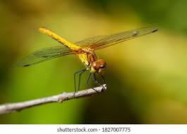 Attēlu rezultāti vaicājumam “Sympetrum sanguineum male”