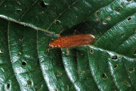 Attēlu rezultāti vaicājumam “Blattoptera”