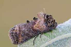 Attēlu rezultāti vaicājumam “Abrostola tripartita”