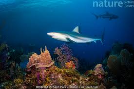Image result for Carcharhinus perezii