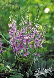 Attēlu rezultāti vaicājumam “Galega orientalis fruit”