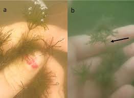 Attēlu rezultāti vaicājumam “Nitella sp.”