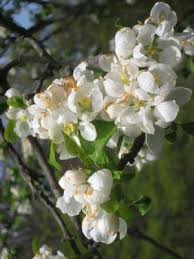 Attēlu rezultāti vaicājumam “Malus prunifolia”