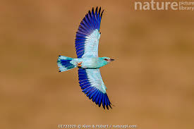 Attēlu rezultāti vaicājumam “Coracias garrulus”