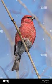 Attēlu rezultāti vaicājumam “Pinicola enucleator adult”