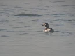 Attēlu rezultāti vaicājumam “Clangula hyemalis”