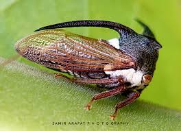 Attēlu rezultāti vaicājumam “Centrotus cornutus”