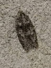 Attēlu rezultāti vaicājumam “Tortricidae”