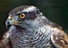 Image result for Goshawks G C