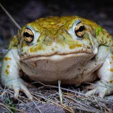 Attēlu rezultāti vaicājumam “Ranidae”