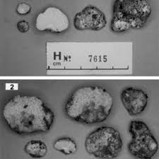 Attēlu rezultāti vaicājumam “Diachea subsessilis”