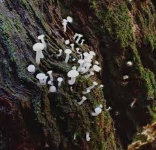 Attēlu rezultāti vaicājumam “Cudoniella acicularis”