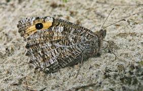 Attēlu rezultāti vaicājumam “Hipparchia semele”