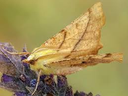 Attēlu rezultāti vaicājumam “Ennomos alniaria”