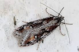 Attēlu rezultāti vaicājumam “Semioscopis oculella”