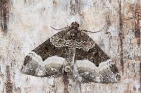 Attēlu rezultāti vaicājumam “Euphyia unangulata”