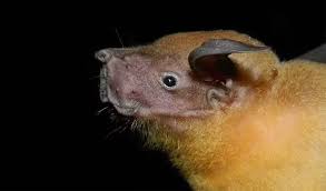 Attēlu rezultāti vaicājumam “Chiroptera”