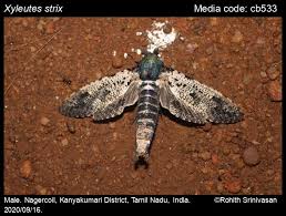 Attēlu rezultāti vaicājumam “Cossidae”