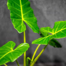 Attēlu rezultāti vaicājumam “Licea pusilla macro”