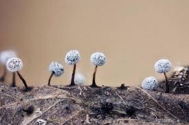 Attēlu rezultāti vaicājumam “Didymium nigripes”