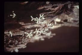 Attēlu rezultāti vaicājumam “Arcyria cinerea stalked”