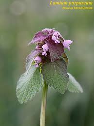 Attēlu rezultāti vaicājumam “Lamium purpureum flower”