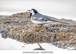 Attēlu rezultāti vaicājumam “Motacillidae”