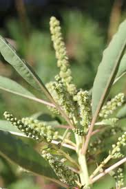 Attēlu rezultāti vaicājumam “Bilimbia tetramera”