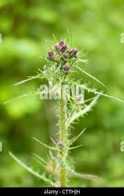 Attēlu rezultāti vaicājumam “Cirsium palustre fruit”
