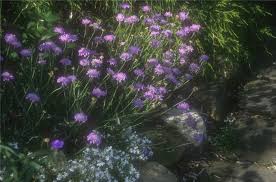 Image result for scabiosa caucasica