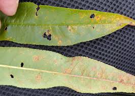 Attēlu rezultāti vaicājumam “Tranzschelia pruni-spinosae spores”