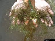 Attēlu rezultāti vaicājumam “Najas minor leaf”