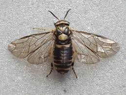 Attēlu rezultāti vaicājumam “Gilpinia”