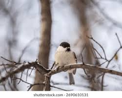 Attēlu rezultāti vaicājumam “Poecile montanus adult”