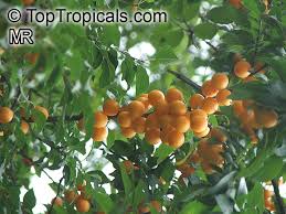 Attēlu rezultāti vaicājumam “Prunus cerasifera fruit”