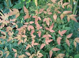 Attēlu rezultāti vaicājumam “Berberidaceae”