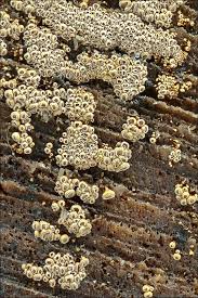 Attēlu rezultāti vaicājumam “Merismodes anomala”