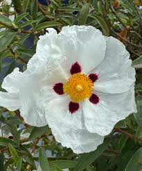 Attēlu rezultāti vaicājumam “Cistaceae”