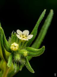 Attēlu rezultāti vaicājumam “Lithospermum officinale”