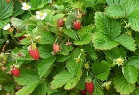 Image result for Fragaria vesca