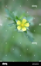 Attēlu rezultāti vaicājumam “Potentilla norvegica”