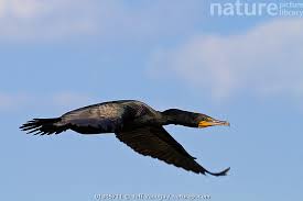Image result for Phalacrocorax auritus