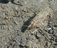 Attēlu rezultāti vaicājumam “Hemerobius perelegans”