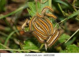 Attēlu rezultāti vaicājumam “Malacosoma castrensis male”