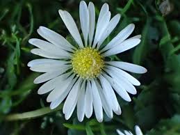 Image result for Bellis perennis