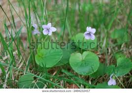 Attēlu rezultāti vaicājumam “Viola palustris”