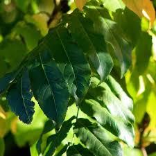 Attēlu rezultāti vaicājumam “Pterocarya fraxinifolia leaf”