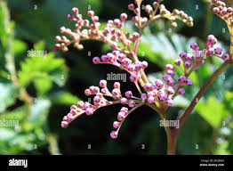 Attēlu rezultāti vaicājumam “Filipendula vulgaris bud”