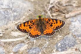 Attēlu rezultāti vaicājumam “Melitaea didyma underside”